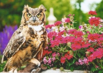 Meep the Owl is turning 17 this year