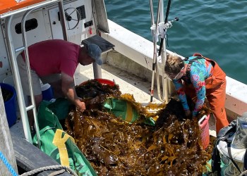 Boat loaded with harvested kelp