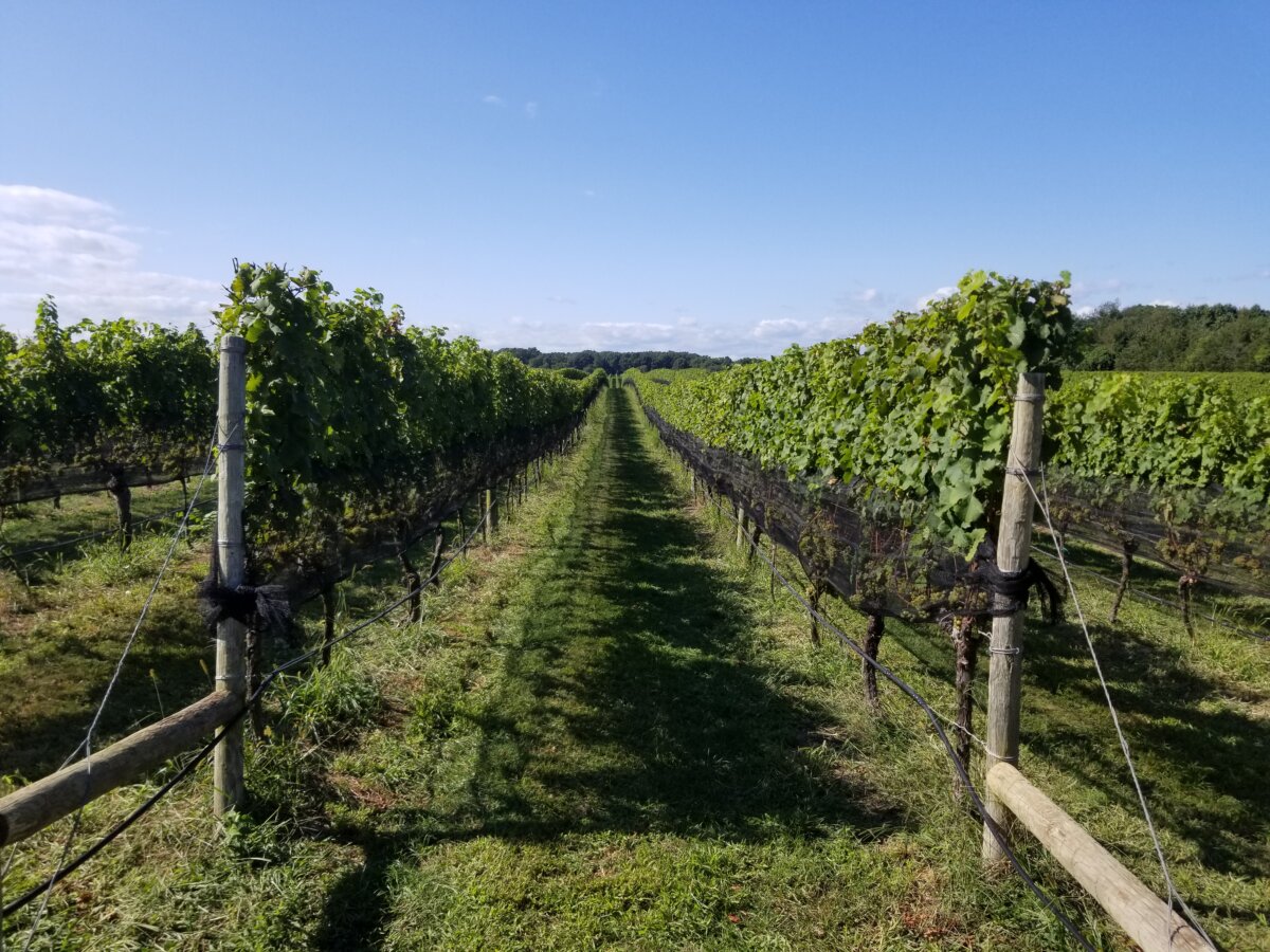 North Fork Wine Country Has Come A Long Way In 50 Years   20190907 152655 1200x900 