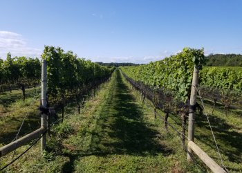 Borghese Vineyard in Cutchogue, home of the North Fork's oldest vines.