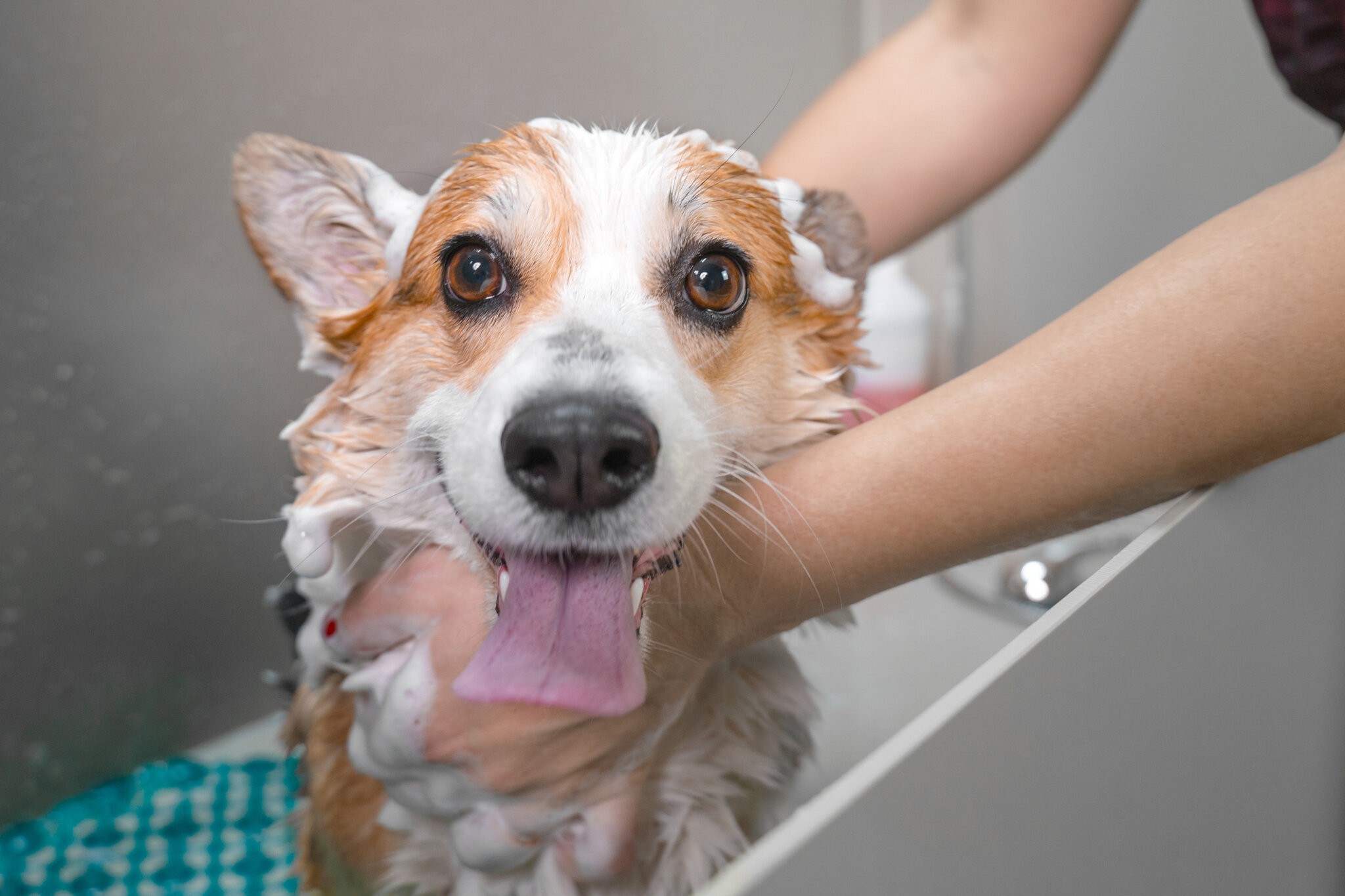 Funny portrait of a welsh corgi pembroke dog showering with shampoo. Dog taking a bubble bath in pet grooming salon.