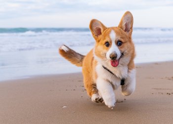 Corgi Pembroke puppy on beach. Dog beach and walking concept Hamptons