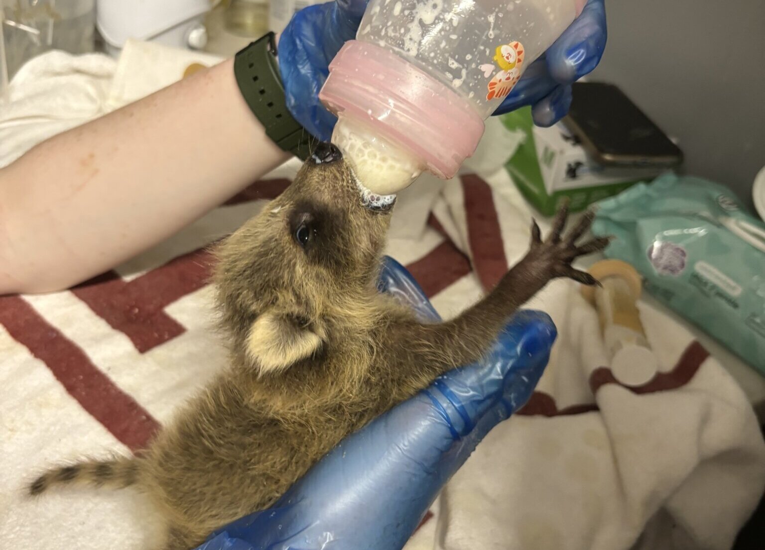 One of three dozen baby raccoons at EAWRC