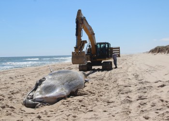 A minke whale was found on Mecox Beach - one of three whales found dead