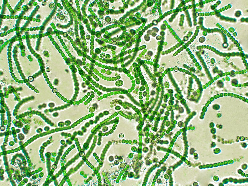 Nostoc is a genus of cyanobacteria found in various environments that forms colonies composed of filaments of moniliform cells in a gelatinous sheath.