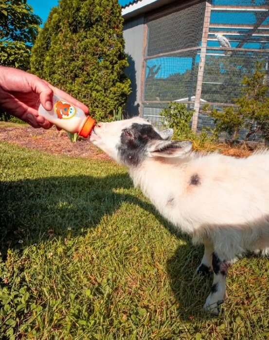 Feeding the baby goats is a favorite activity at the Animal Farm Petting Zoo.