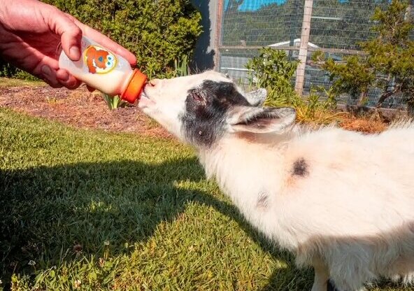 Feeding the baby goats is a favorite activity at the Animal Farm Petting Zoo.