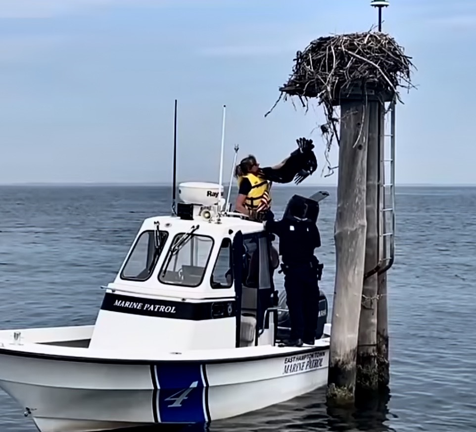East Hampton Town marine Patrol officers helped rescue the osprey