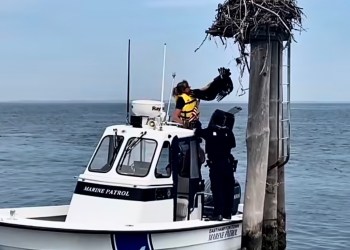 East Hampton Town marine Patrol officers helped rescue the osprey