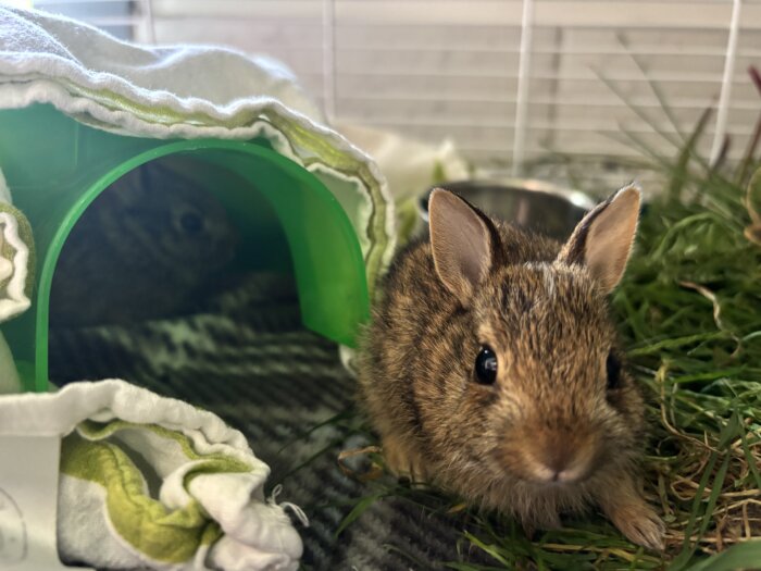 A rabbit currently in rehabilitation at EAWRC