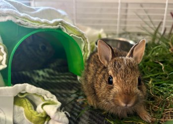 A rabbit currently in rehabilitation at EAWRC