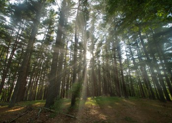 Peconic Land Trust will preserve a section of the Manorville Pine Barrens