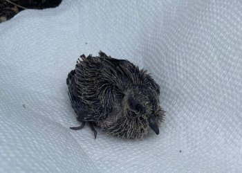 A recently rescued baby bird