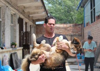 Jeff Beri of No Dogs Left Behind saves dogs from the Yulin Meat Festival
