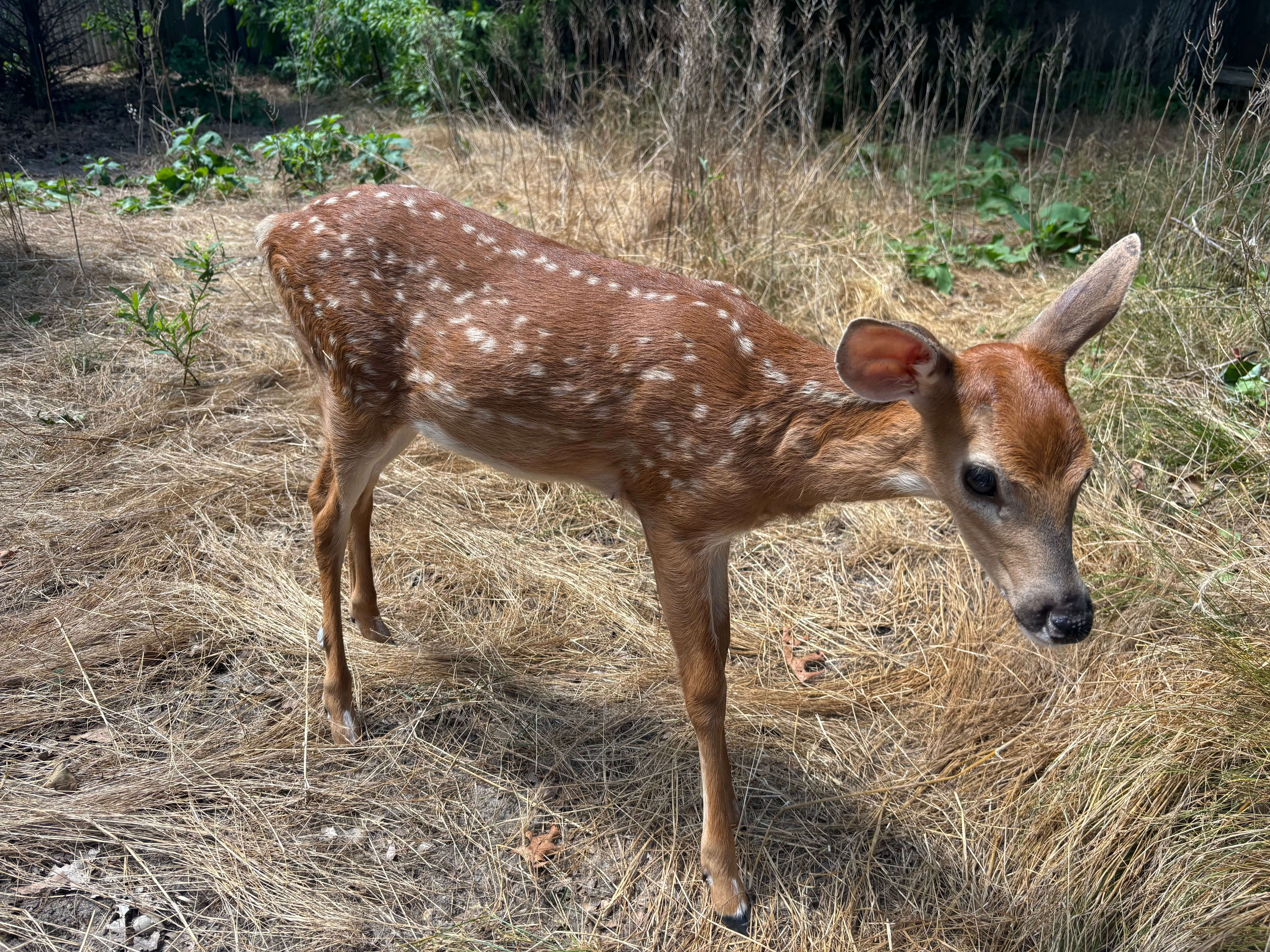 White-tailed deer