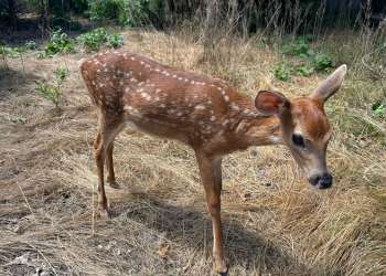 White-tailed deer