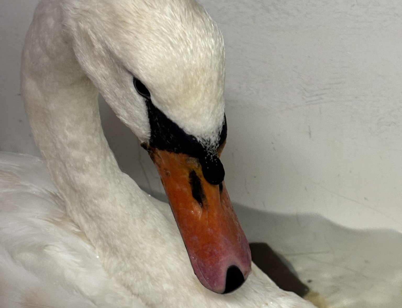 The scratched beak is from the weakness that comes with lead poisoning making the swans susceptible to attacks by other swans.