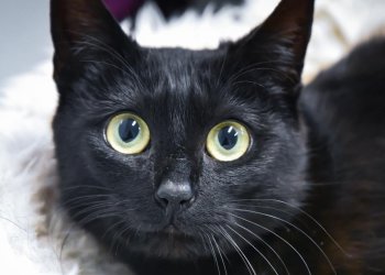 Adopt Bunny the cat from ARF Hamptons