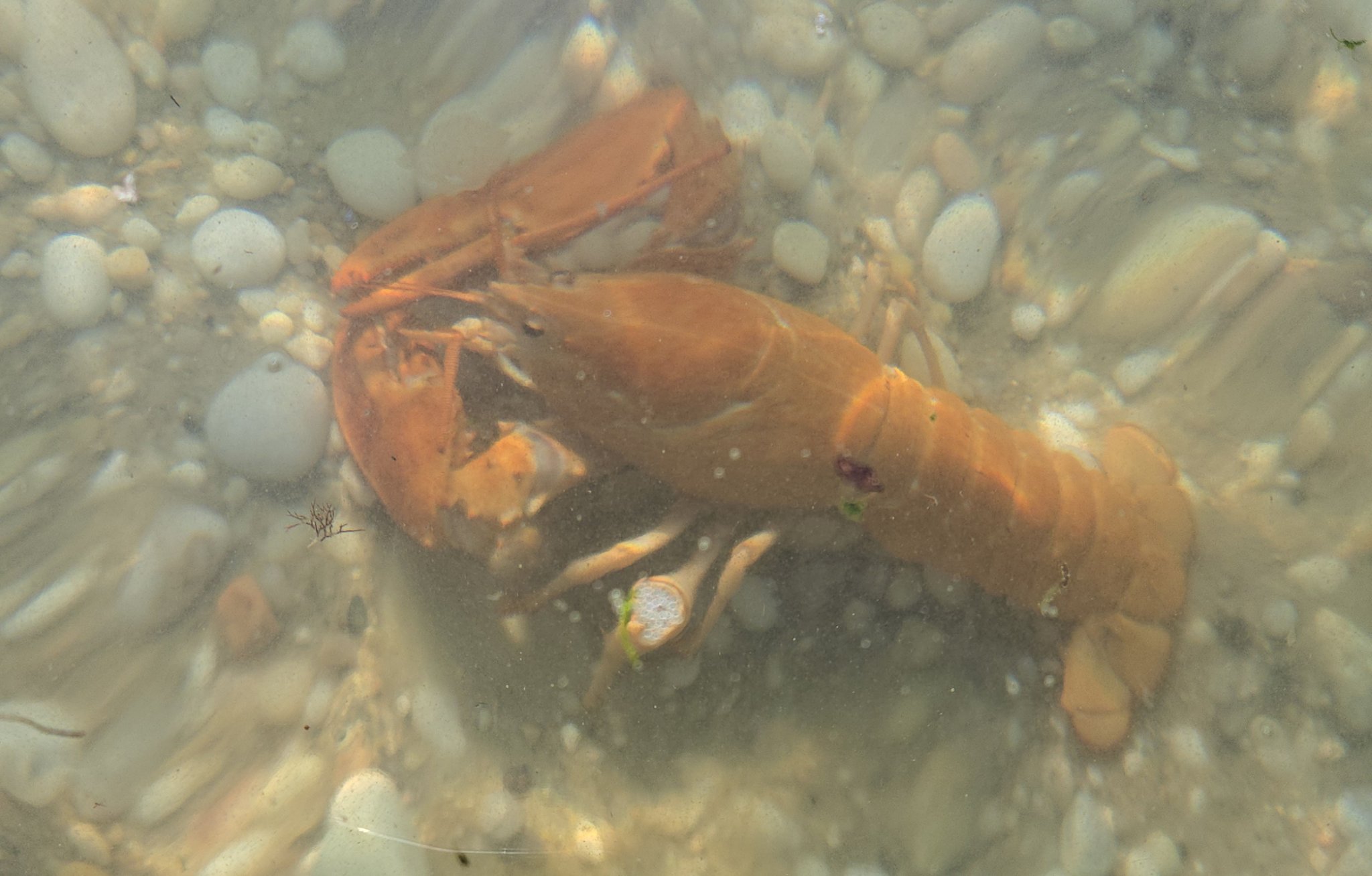 "Clementine," the rare orange lobster, was returned to Long Island Sound