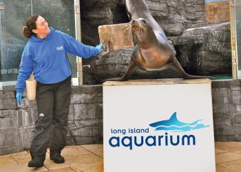 Catch a sea lion show at the Long Island Aquarium