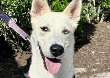 Adopt Alexa from ARF!