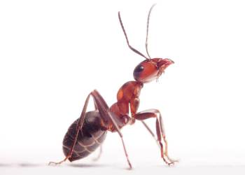 Ant