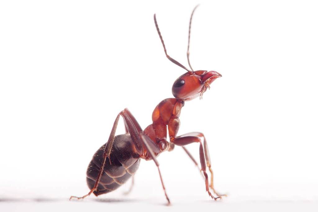 Ant