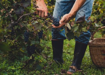 East End Wine Country is the place to be for harvest season