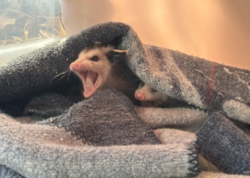 Possums have a bad reputation – but they're actually very helpful to humans in terms of keeping the environment healthy.