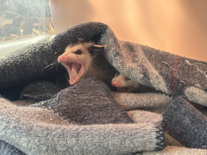 Possums have a bad reputation – but they're actually very helpful to humans in terms of keeping the environment healthy.