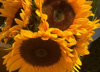 Sunflowers at Harbes Farm