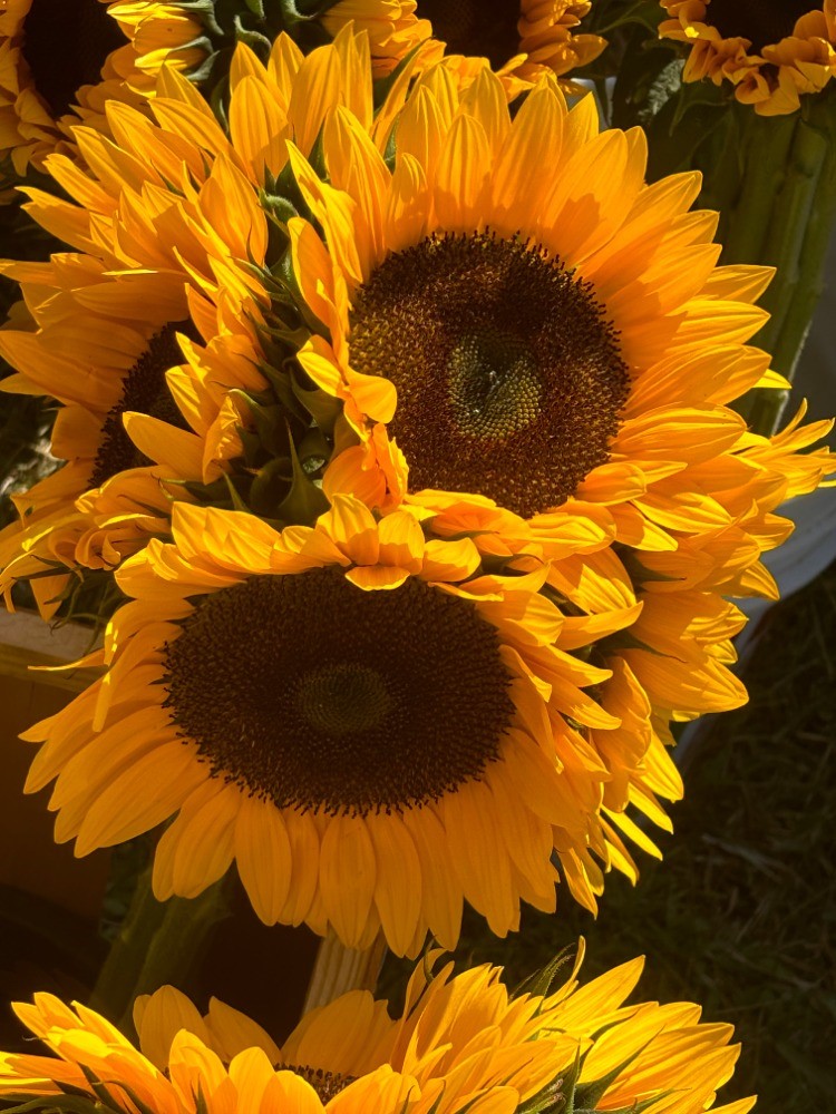 Sunflowers at Harbes Farm