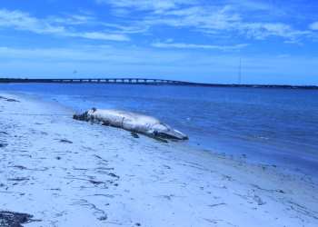 The minke whale was brought to shore Sept. 19