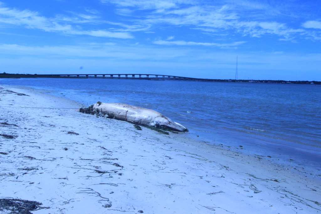 The minke whale was brought to shore Sept. 19