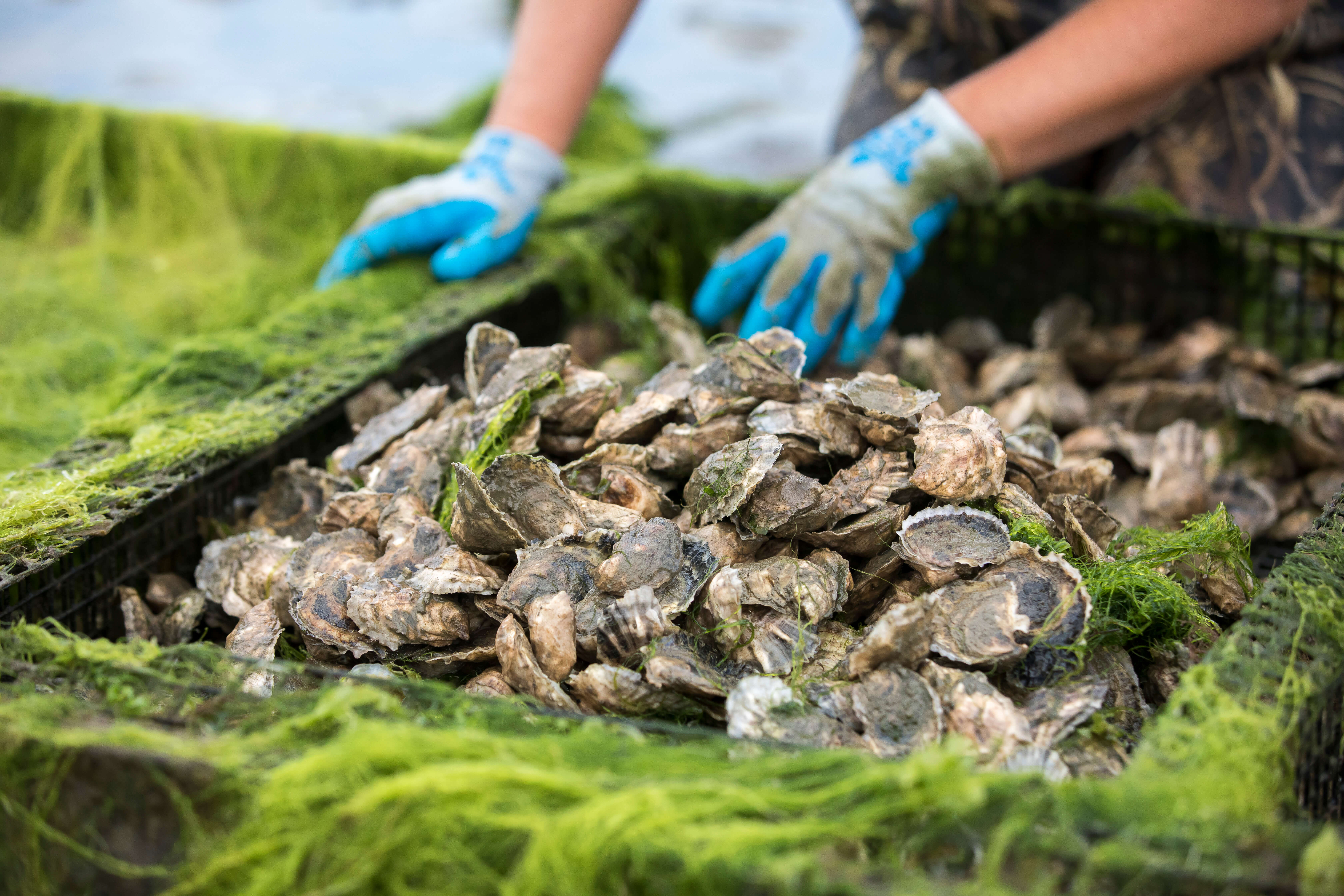 The second annual Long Island Oyster Week is finally here, and five restaurants on the East End are participating, all featuring locally grown oysters.