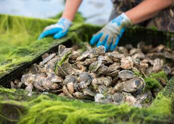 The second annual Long Island Oyster Week is finally here, and five restaurants on the East End are participating, all featuring locally grown oysters.