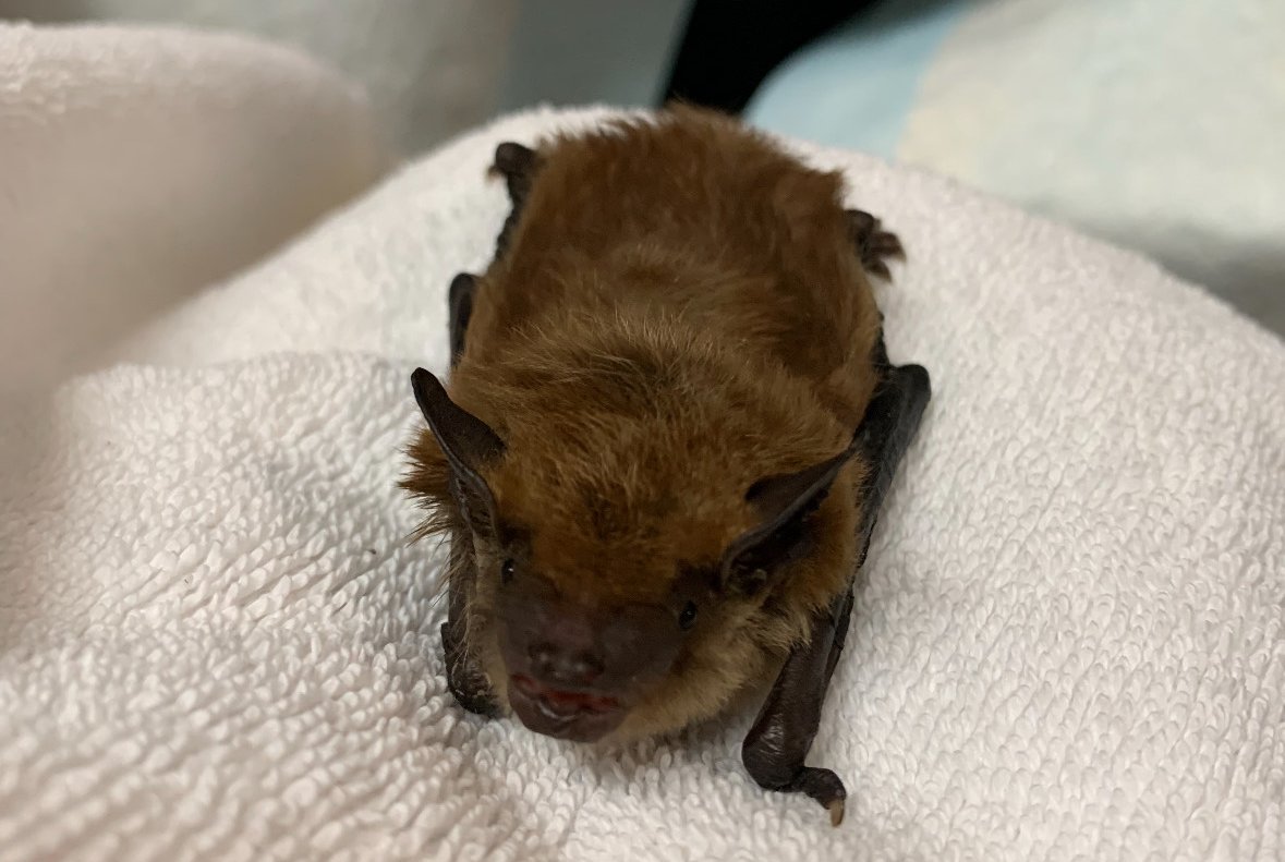 A big brown bat brought in to the center after its hibernation was disturbed.