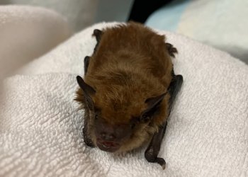 A big brown bat brought in to the center after its hibernation was disturbed.