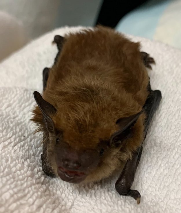 A big brown bat brought in to the center after its hibernation was disturbed.