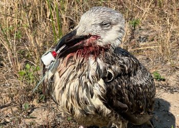 Fishing wire and lines are a serious threat to seabirds including seagulls and cormorants