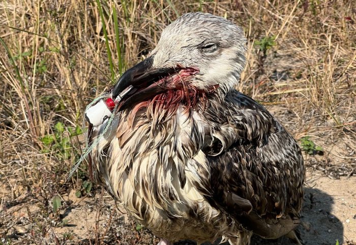 Fishing wire and lines are a serious threat to seabirds including seagulls and cormorants