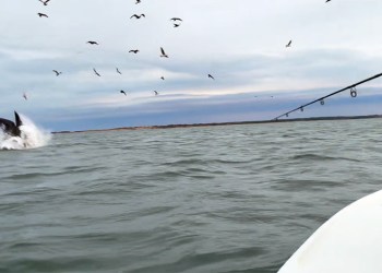 A breaching whale surprised fishermen near East Hampton