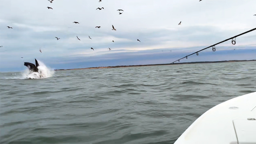 A breaching whale surprised fishermen near East Hampton