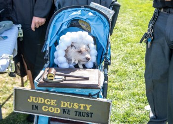 Dusty the Judge at Little Lucy's Pet Parade