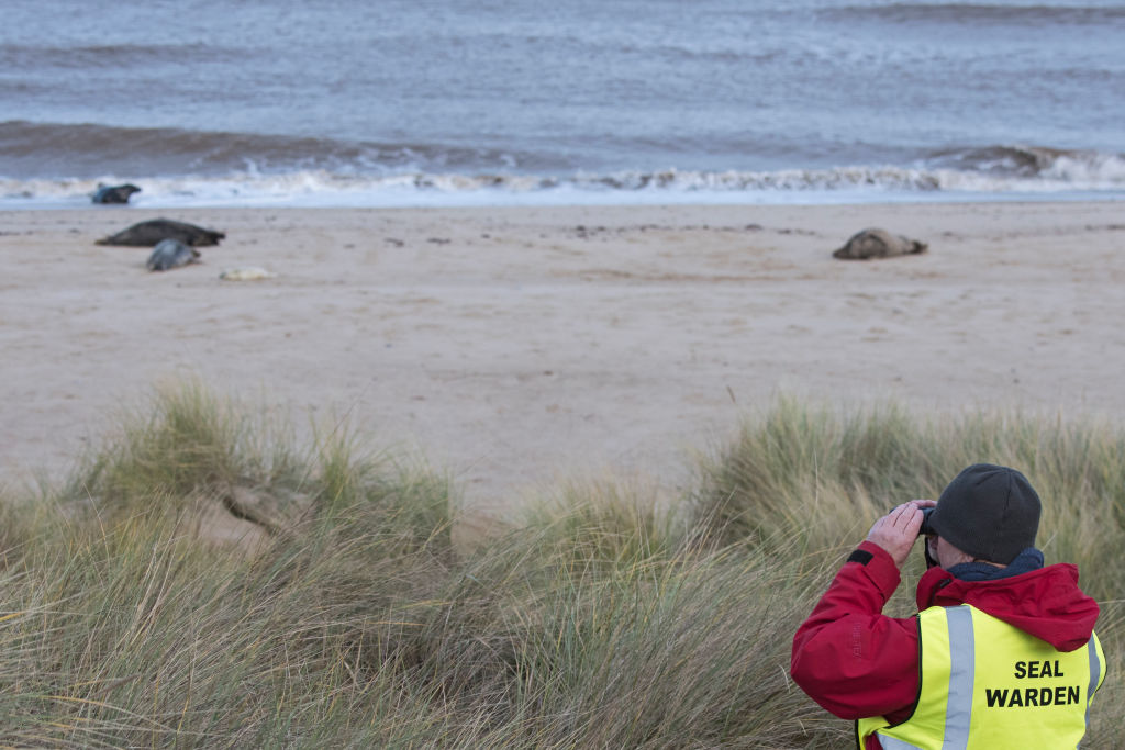 It's seal watching season on the East End