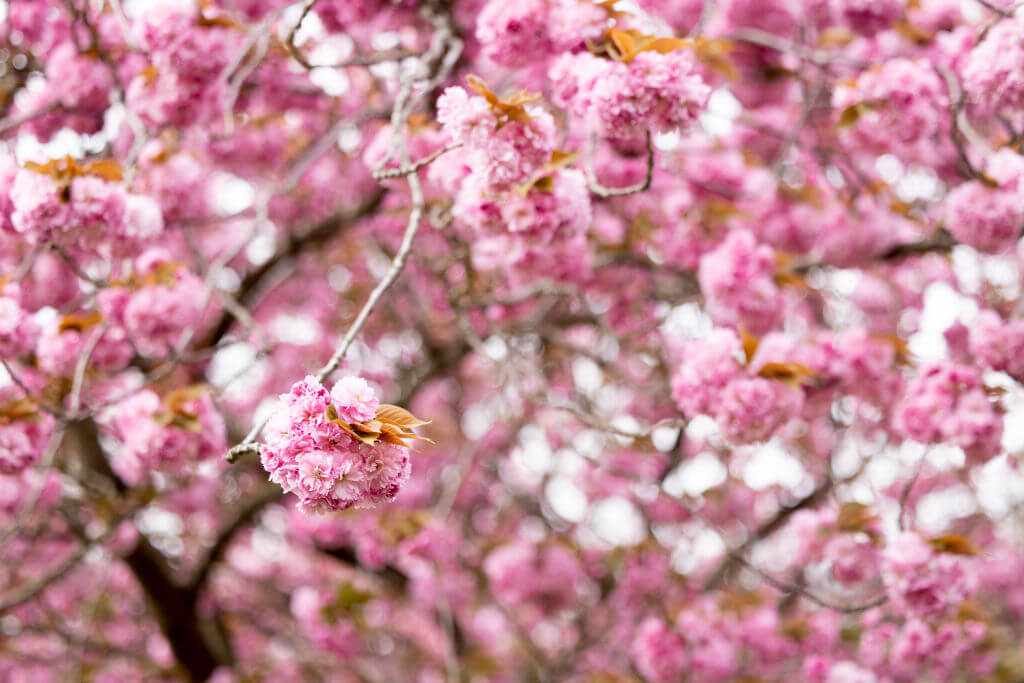 A close up on the blooming cherry blossom, which will be dedicated in Riverhead