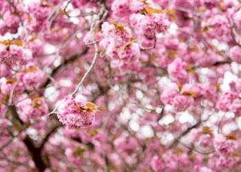 A close up on the blooming cherry blossom, which will be dedicated in Riverhead