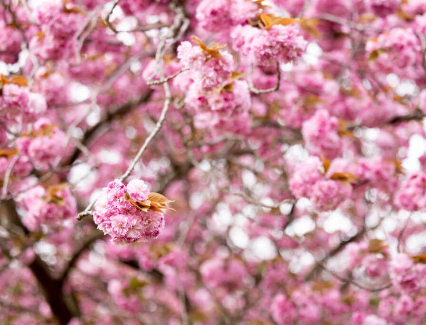 A close up on the blooming cherry blossom, which will be dedicated in Riverhead