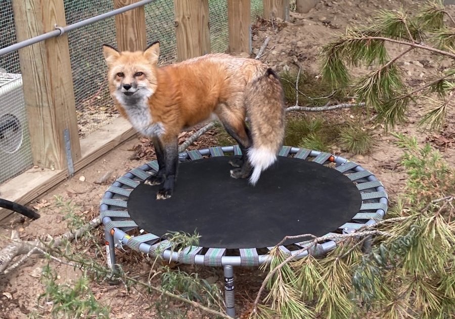 Keeyla, the EAWRC's educational fox ambassador, on a trampoline that was recently donated by a local supporter