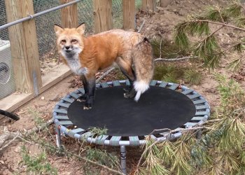 Keeyla, the EAWRC's educational fox ambassador, on a trampoline that was recently donated by a local supporter